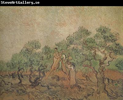 Vincent Van Gogh Olive Picking (nn04)
